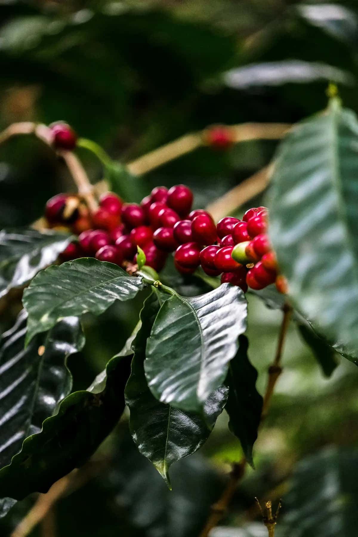 Cerezas de café maduras de color rojo intenso en la rama de un cafeto.