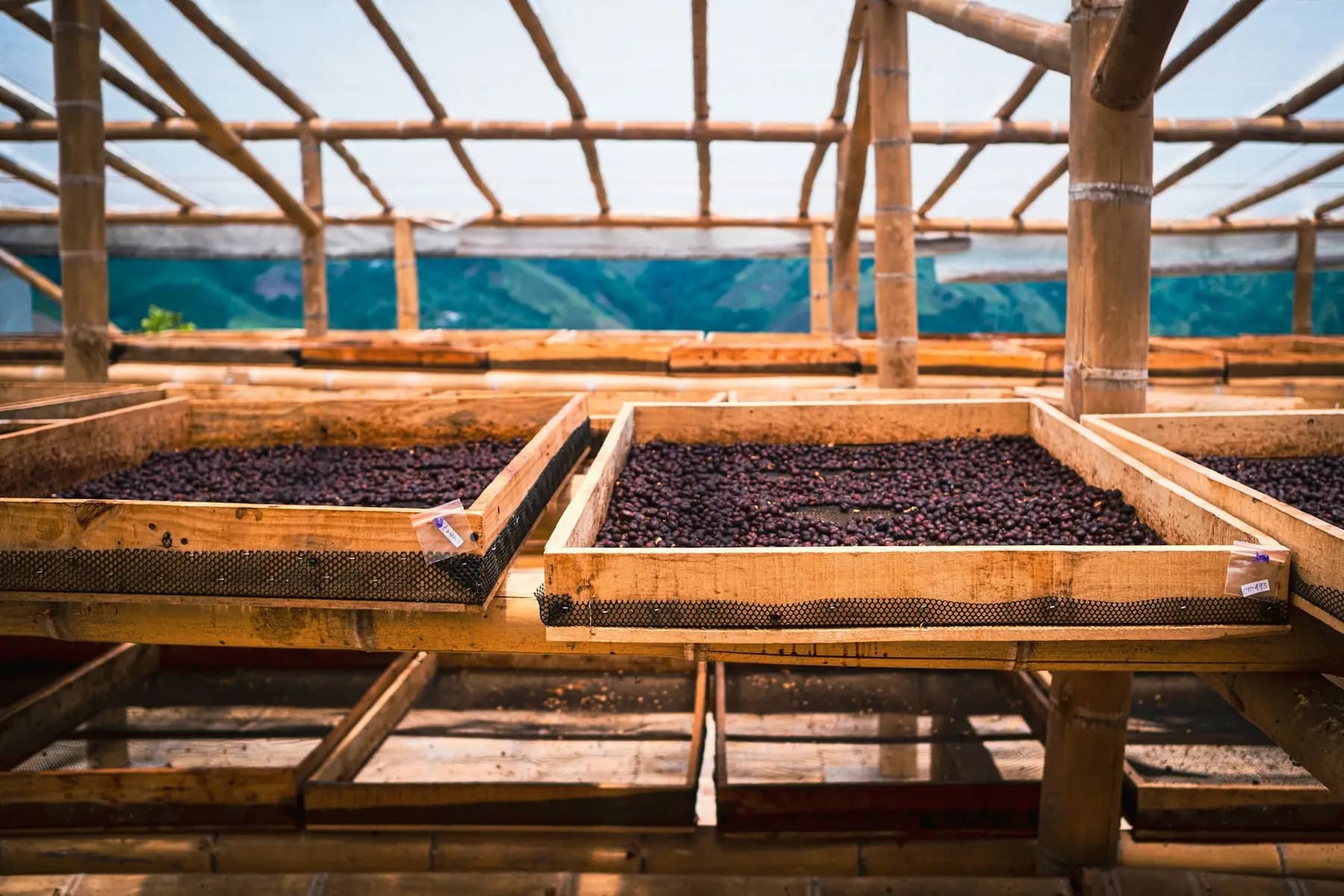 Camas de secado de madera con café extendido bajo un techo de guadua.