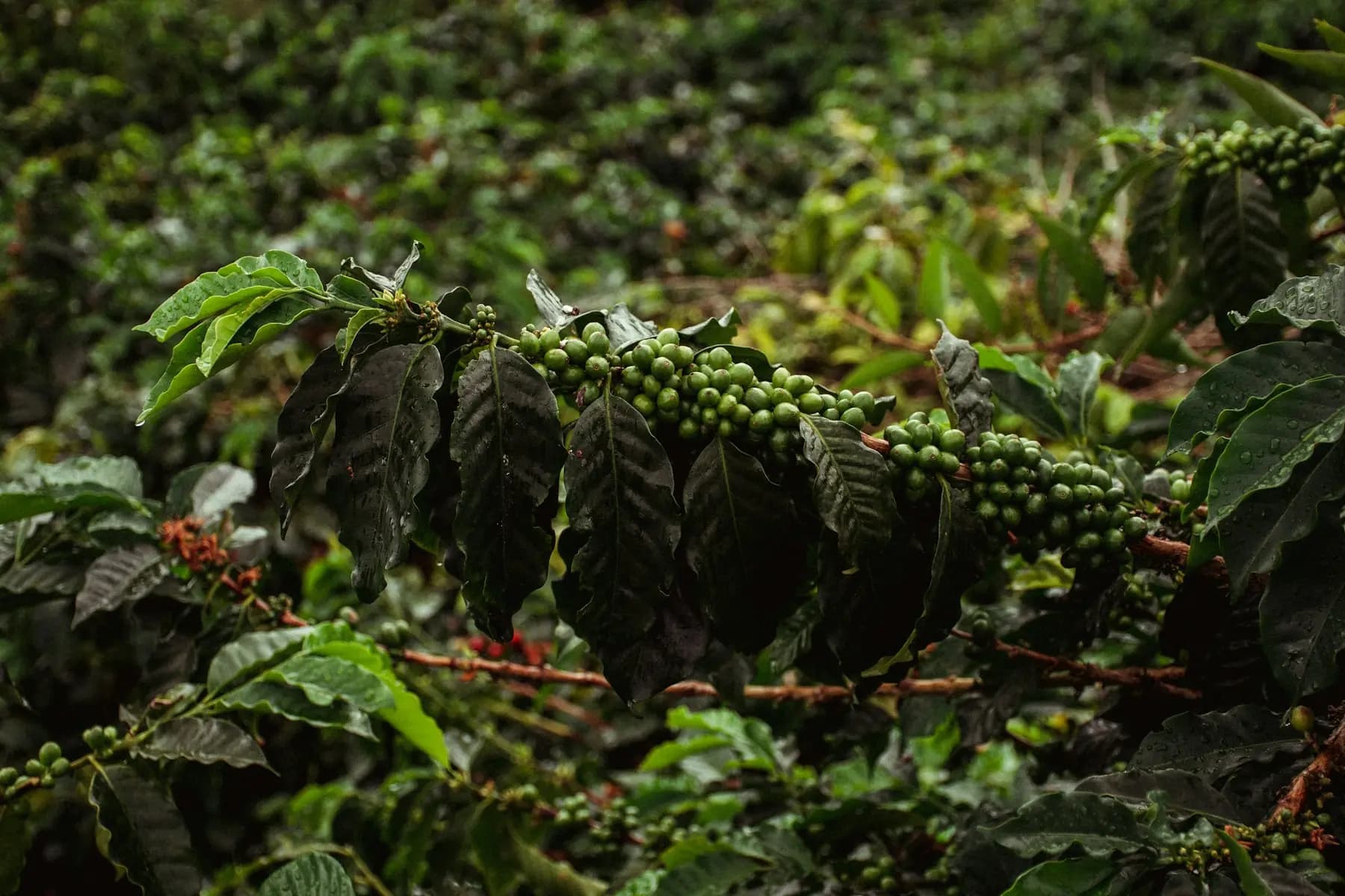 Rama de un cafeto cargada de frutos verdes, en medio de un cultivo frondoso.