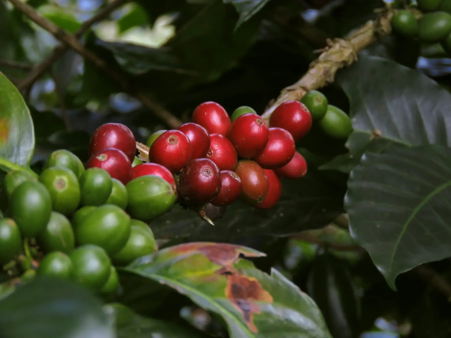 Racimo de cerezas de café rojas y verdes en una rama, entre hojas oscuras.