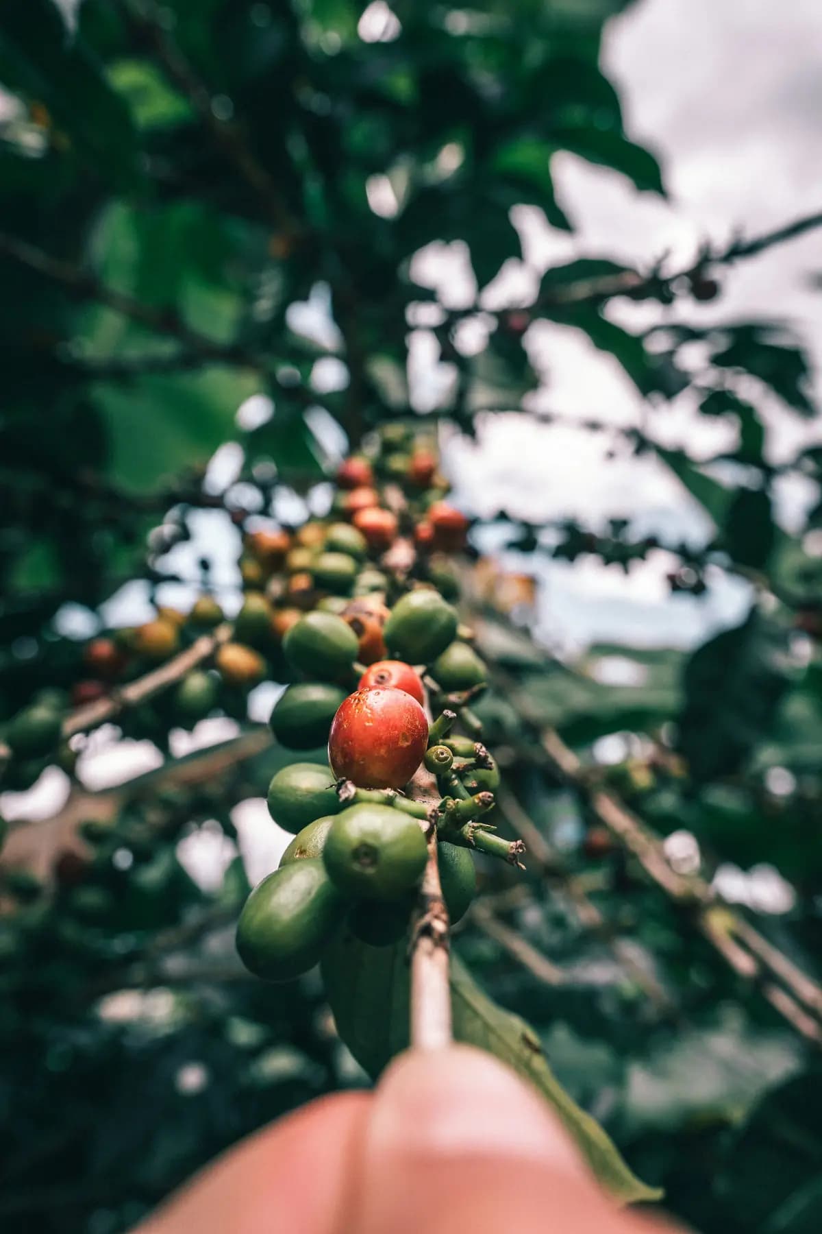 Mano que sostiene una rama de cafeto con cerezas verdes y una roja.